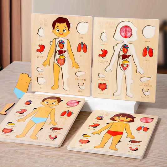 Ensemble de jeu d'anatomie Montessori pour les tout-petits, puzzle du corps humain, apprentissage alth, parties du corps humain, jouets de modules d'anatomie