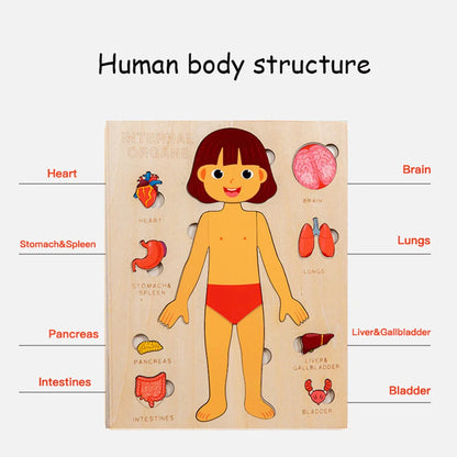 Ensemble de jeu d'anatomie Montessori pour les tout-petits, puzzle du corps humain, apprentissage alth, parties du corps humain, jouets de modules d'anatomie