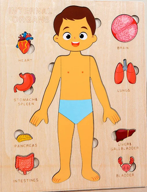 Ensemble de jeu d'anatomie Montessori pour les tout-petits, puzzle du corps humain, apprentissage alth, parties du corps humain, jouets de modules d'anatomie