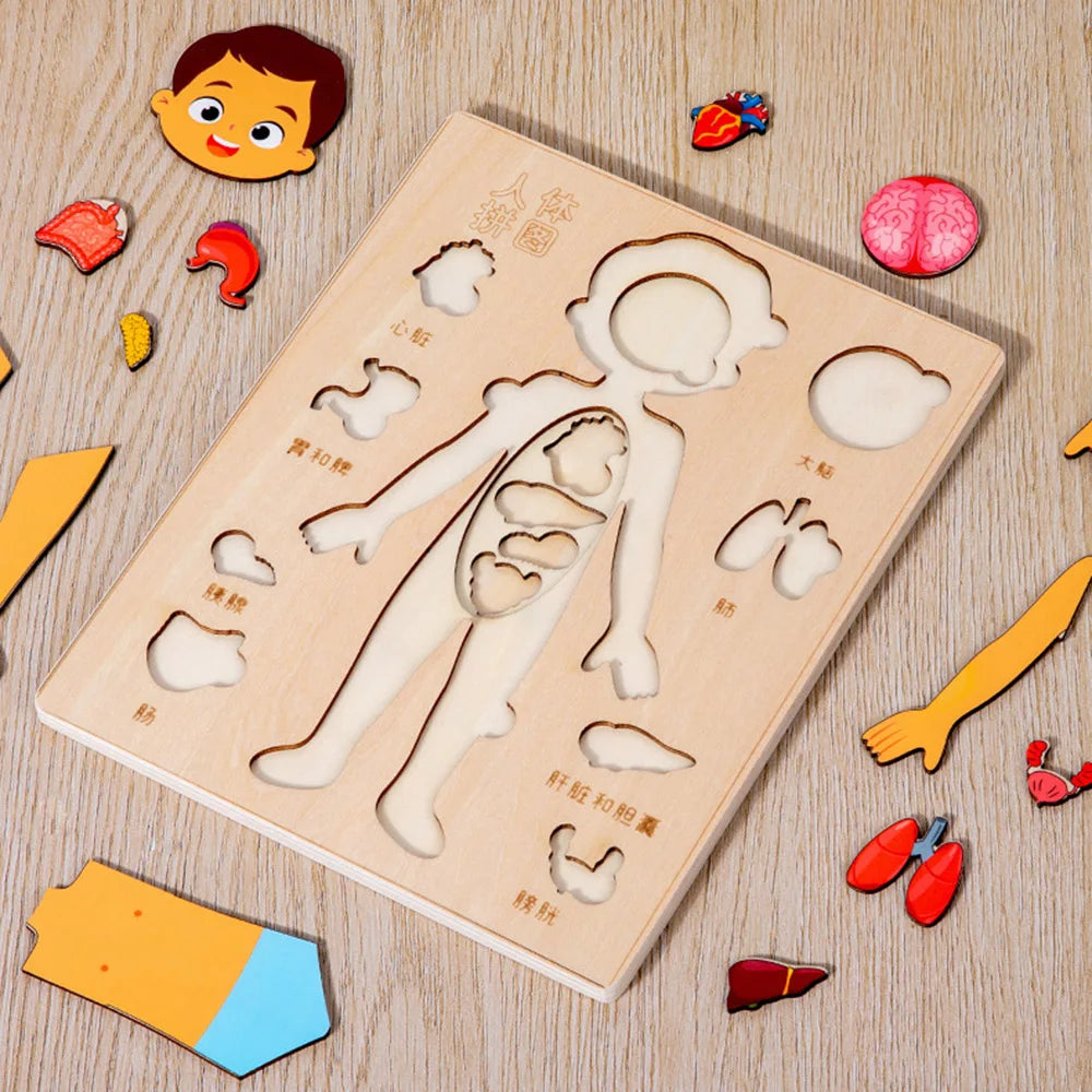 Ensemble de jeu d'anatomie Montessori pour les tout-petits, puzzle du corps humain, apprentissage alth, parties du corps humain, jouets de modules d'anatomie