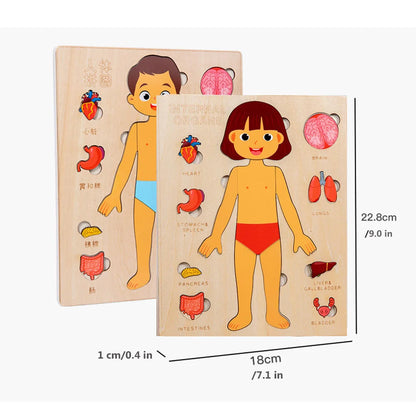 Ensemble de jeu d'anatomie Montessori pour les tout-petits, puzzle du corps humain, apprentissage alth, parties du corps humain, jouets de modules d'anatomie