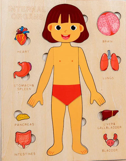 Ensemble de jeu d'anatomie Montessori pour les tout-petits, puzzle du corps humain, apprentissage alth, parties du corps humain, jouets de modules d'anatomie